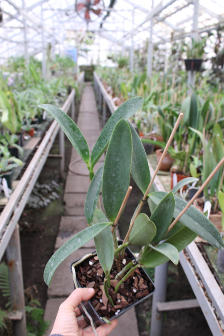 Cattleya Green Emerald 'Orchid Queen'.jpg