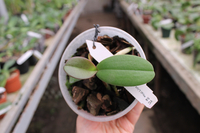 Doritaenopsis Lius Sakura.jpg