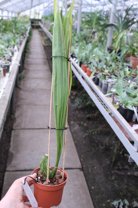 Lycaste Kelvin Grove.jpg