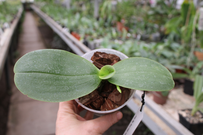 Phalaenopsis Mituo King 'Big Pink'.jpg