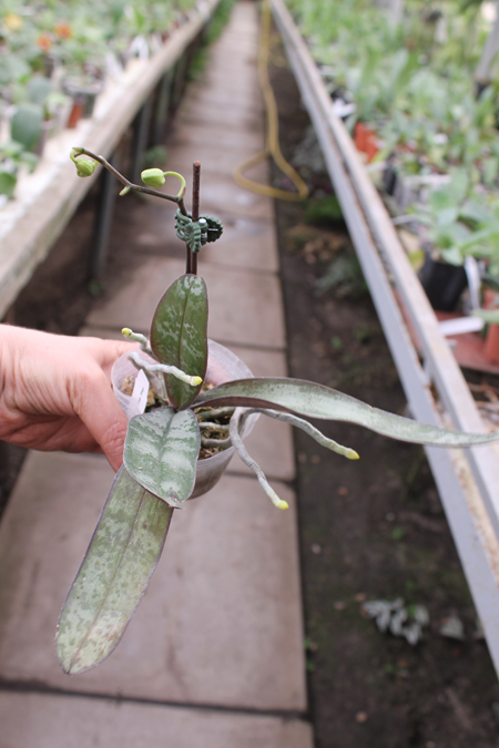 Phalaenopsis stuartiana yellow x sib.jpg
