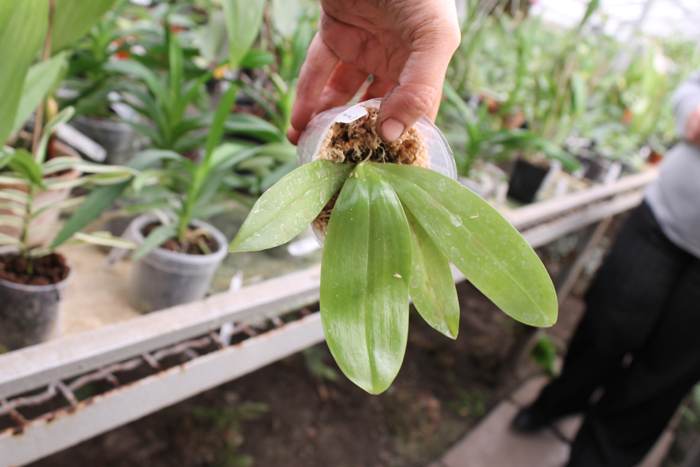 Phalaenopsis tetraspis 'C#1' x Dragon Tree Eagle.jpg