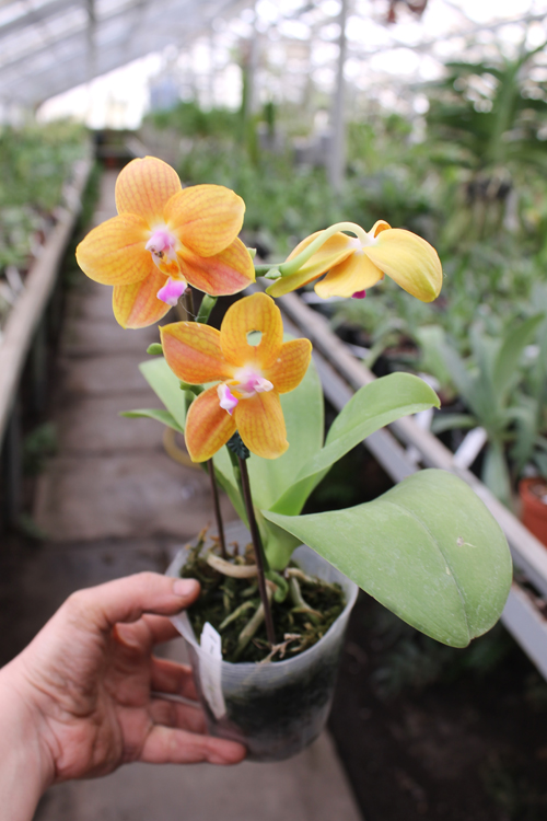 Phalaenopsis Lioulin Moon x bellina blue.jpg