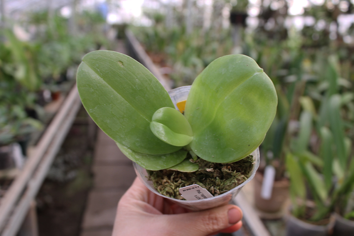 Phalaenopsis Yaphon Red Jewel x Ld's Bear Queen.jpg