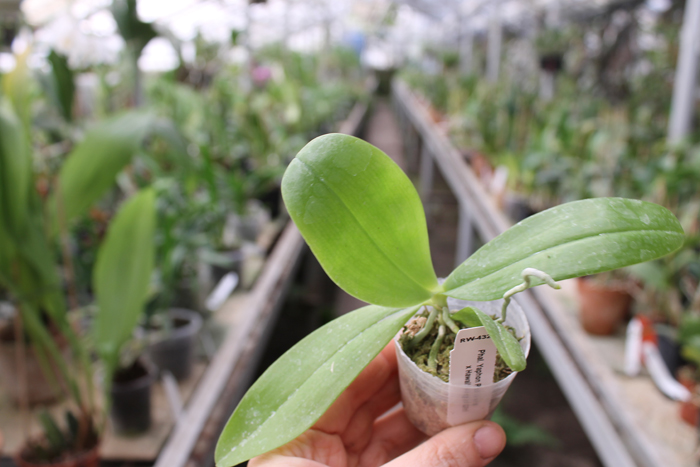 Phalaenopsis Yaphon Red Jewel x Hawaii Dragon Girl.JPG