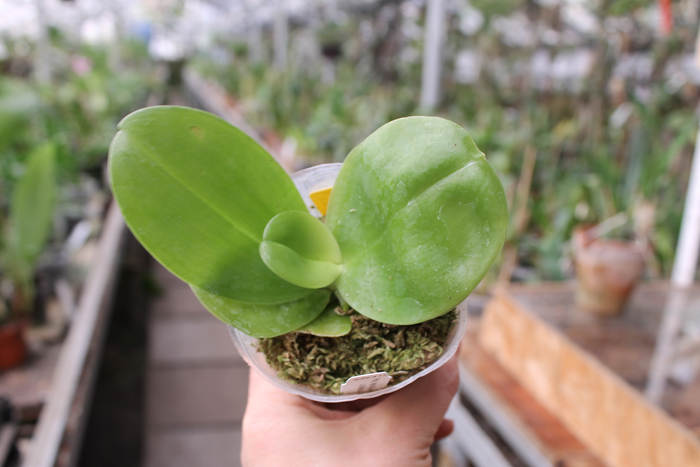 Phalaenopsis Yaphon Red Jewel x Ld's Bear Queen.jpg