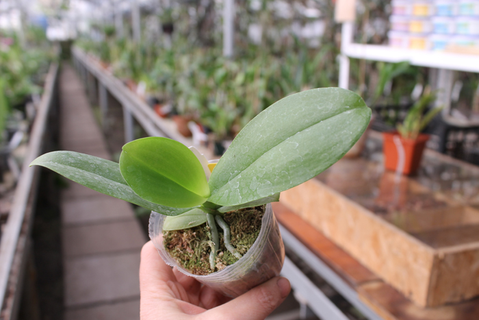 Phalaenopsis Yaphon Goodboy x Ld's Bear Queen.jpg