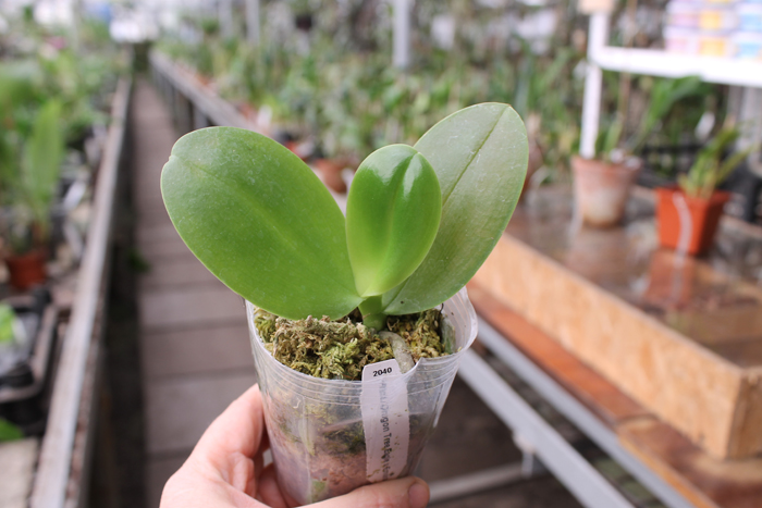 Phalaenopsis Dragon Tree Eagle x Emeraude.jpg