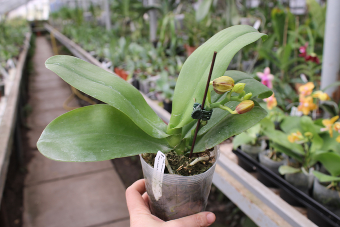 Phalaenopsis Hawaii Dragon Girl x Lioulin Goldfinch.jpg