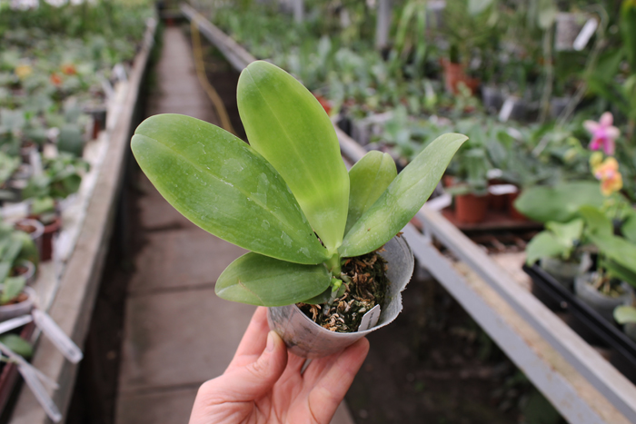 Phalaenopsis violacea alba 'Wanchiao Jungle White'.jpg