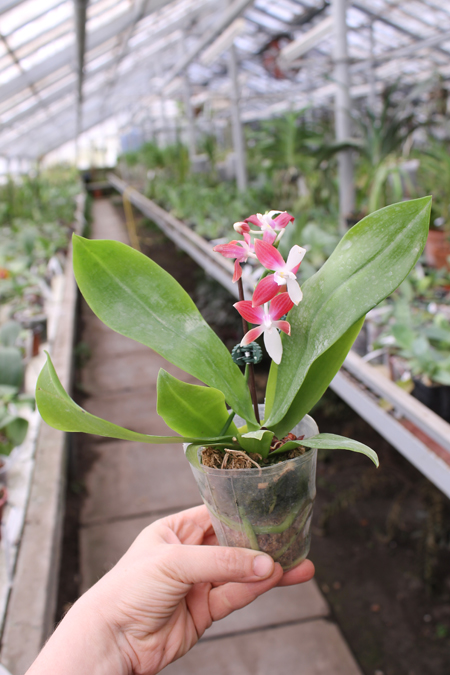Phalaenopsis tetraspis 'C#1'.jpg