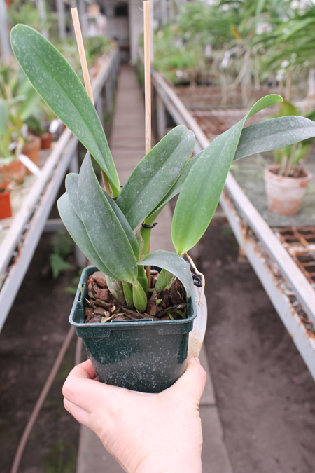 Lc Tahoe Rose fma coerulea.jpg