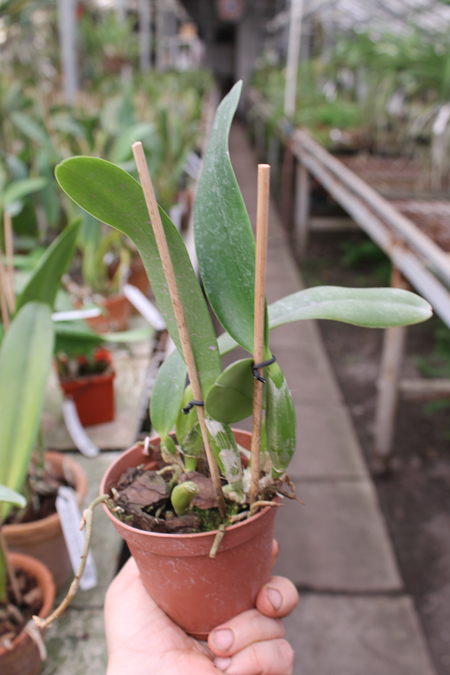 Laeliocattleya Gaskell - Pumila 'Azure Star'.jpg