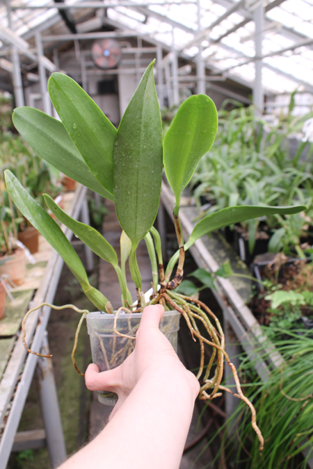 Brassolaeliocattleya Alma Kee 'Tipmalee'.jpg