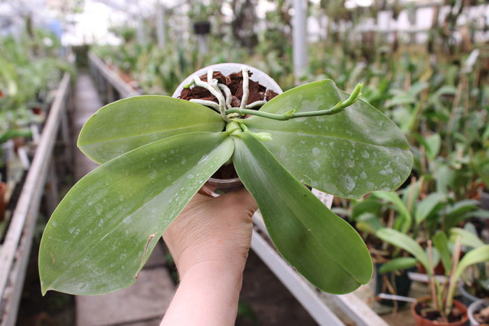 Phalaenopsis Jennifer Palermo (C1 type) x Phalaenopsis LD's Bear Queen.jpg