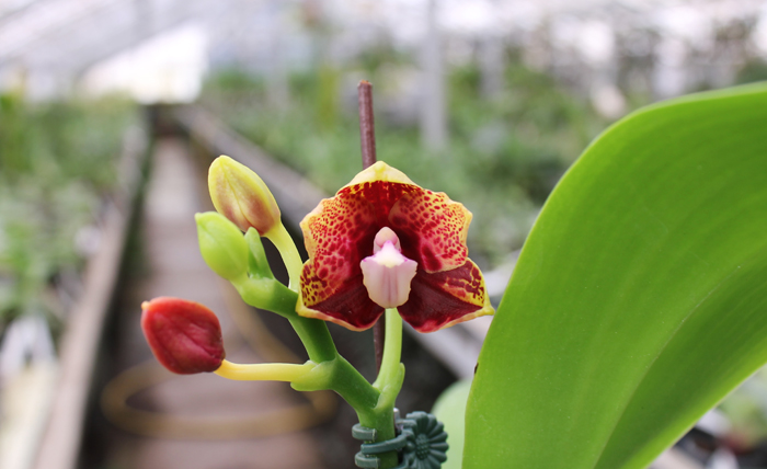 Phalaenopsis Hawaii Dragon Girl x Lioulin Goldfinch.jpg