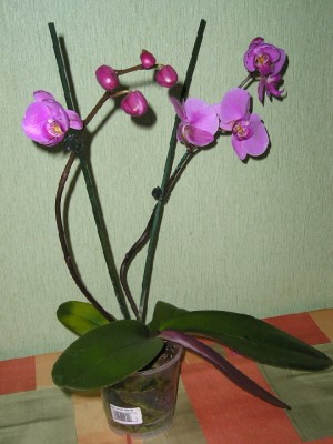  внутренней стороны.jpg