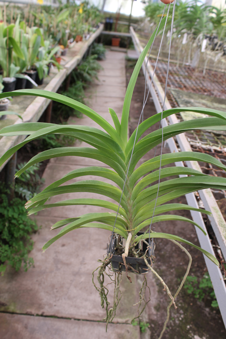 Vanda luzonica x Nakornsawan Belle.jpg