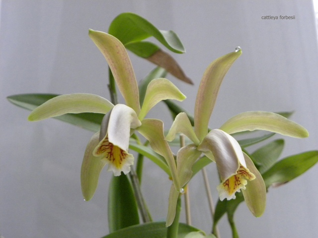 DSCN9785 – копія.JPG