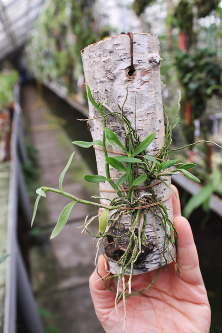 Dendrobium loddigesii.jpg