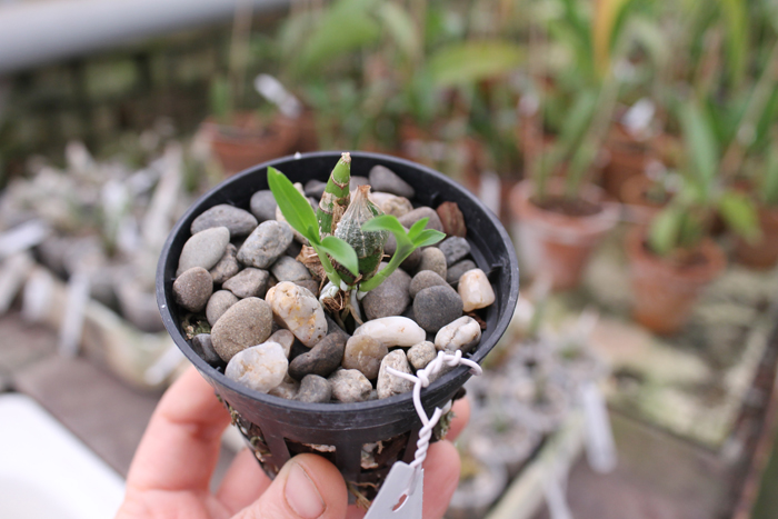 Clowesia warscewiczii.jpg