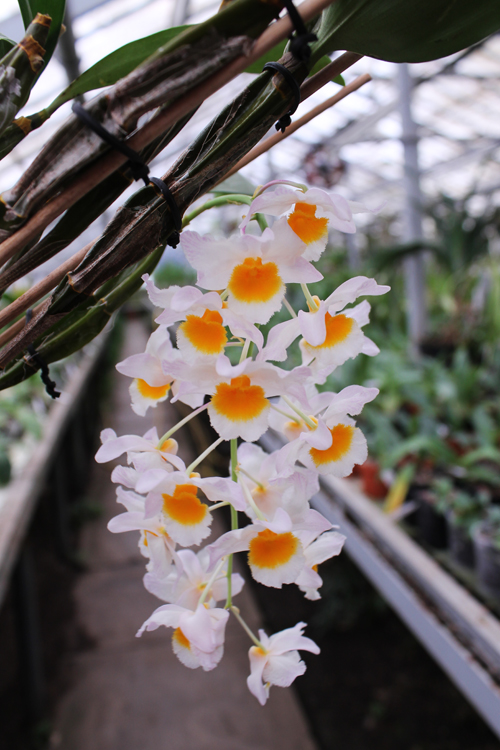 Dendrobium farmeri.jpg