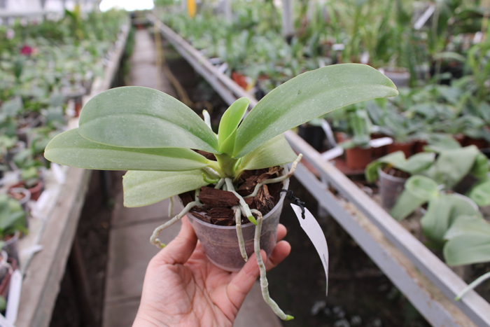 Phalaenopsis pulchra.jpg