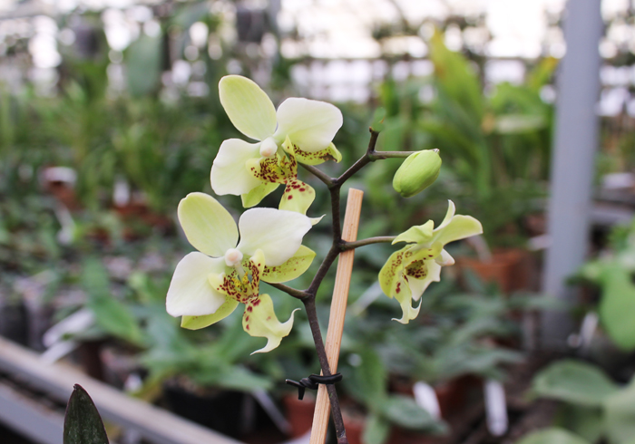 Phalaenopsis stuartiana yellow.jpg