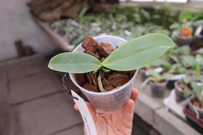 Phalaenopsis Natasha 'Aiko'.jpg