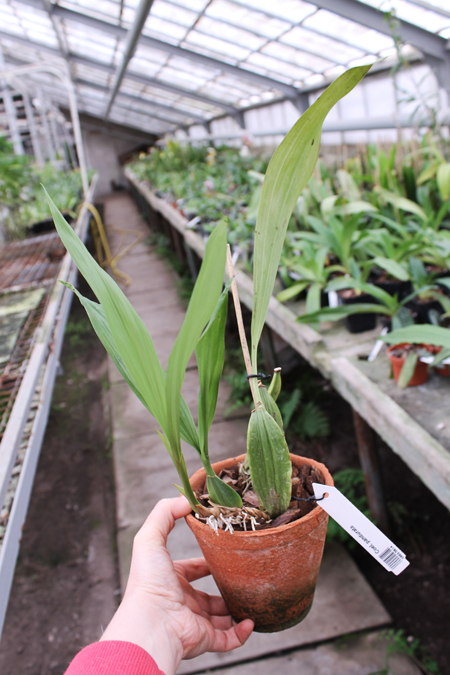 Coelogyne pandurata.jpg