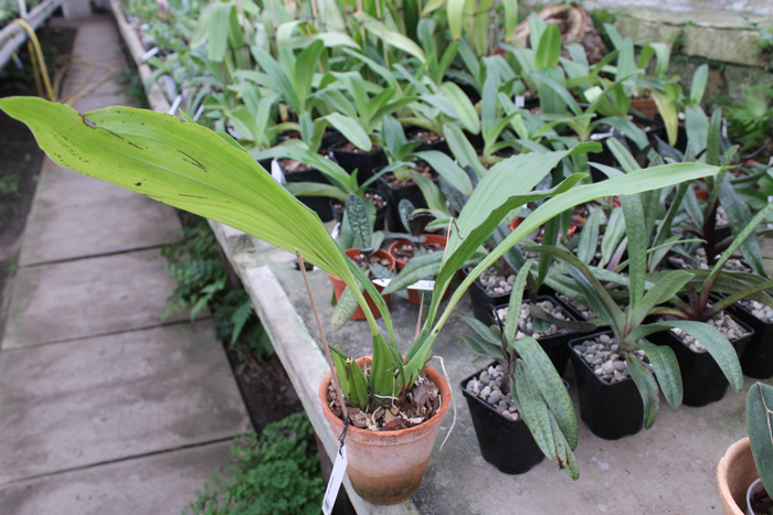 Coelogyne speciosa.jpg