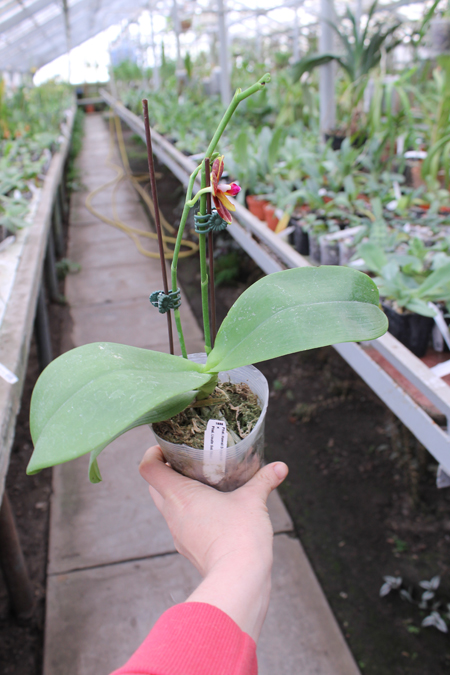 Phalaenopsis Hawaii Dragon Girl x Lioulin Goldfinch.jpg