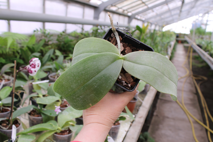 Phalaenopsis gigantea.jpg