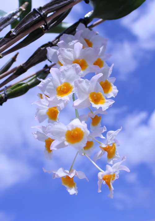 Dendrobium farmeri.jpg