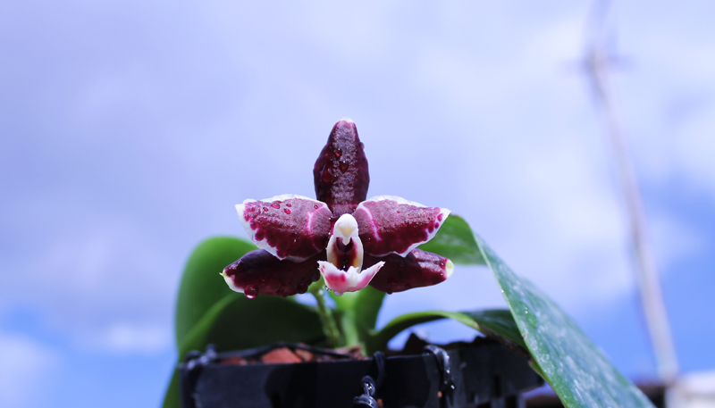 Phalaenopsis Brother Peoker 'BL' x gigantea.jpg