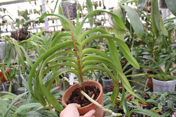 Aeridovanda Pothisarn.jpg