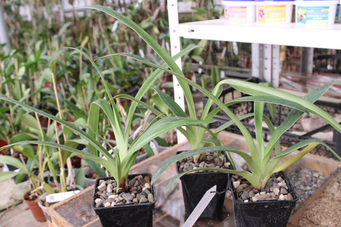 Phragmipedium Memory Dick Clements (besseae x sargentianum).jpg