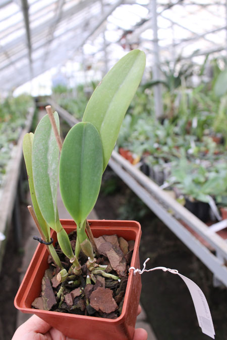 Cattleya dowiana x SELF.jpg