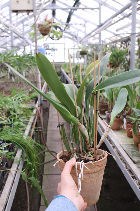 Brassolaeliocattleya Pink Empress 'Ju-Sen'.jpg