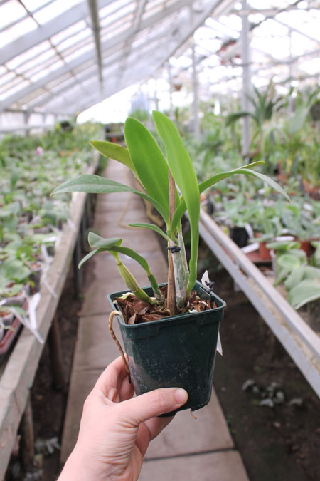 Laeliocattleya Cariad's Mini-Quinee 'Angel Kiss'.jpg