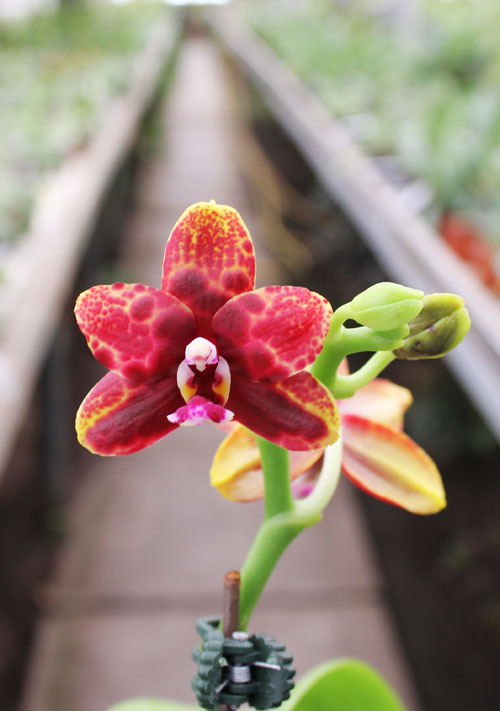 Phalaenopsis Lioulin Moon x bellina blue.jpg