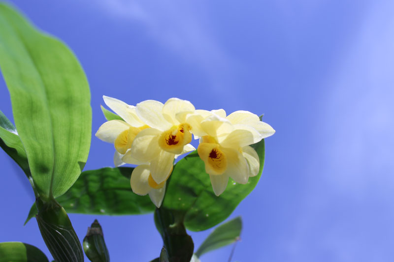 Dendrobium sulcatum.jpg