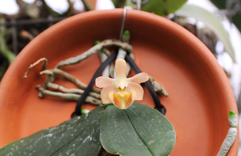 Phalaenopsis lobbii.jpg