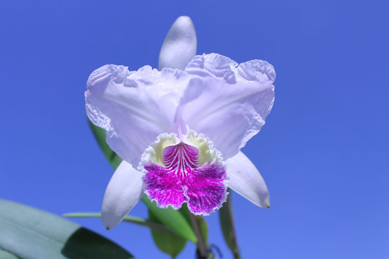 Cattleya lueddemanniana alba 'OMG' x Cattleya lueddemanniana coerulea 'Siquesique'.jpg