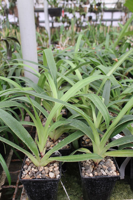 Phragmipedium Memory Dick Clements.jpg