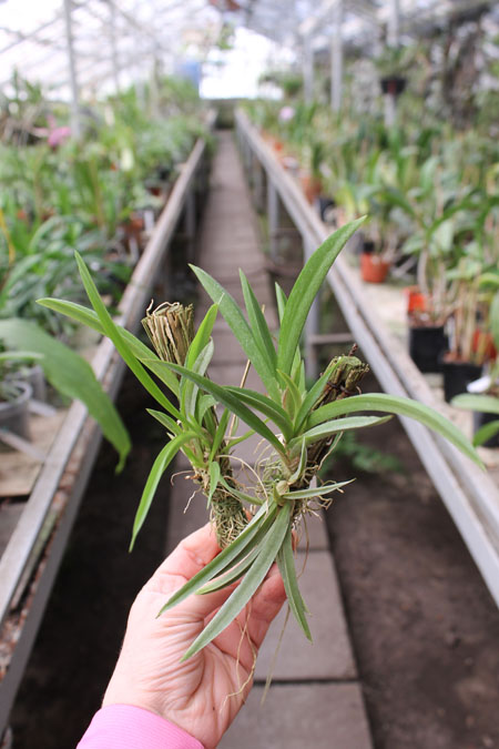 Oncidium (Tolumnia) hybrids.jpg