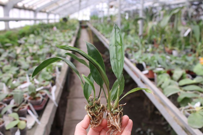 Stanhopea tigrina.jpg