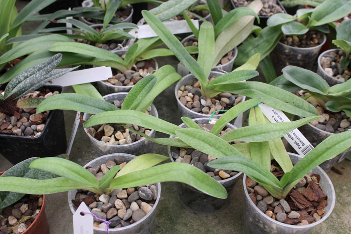 Paphiopedilum rothschildianum x Sunshine Glory x concolor.jpg