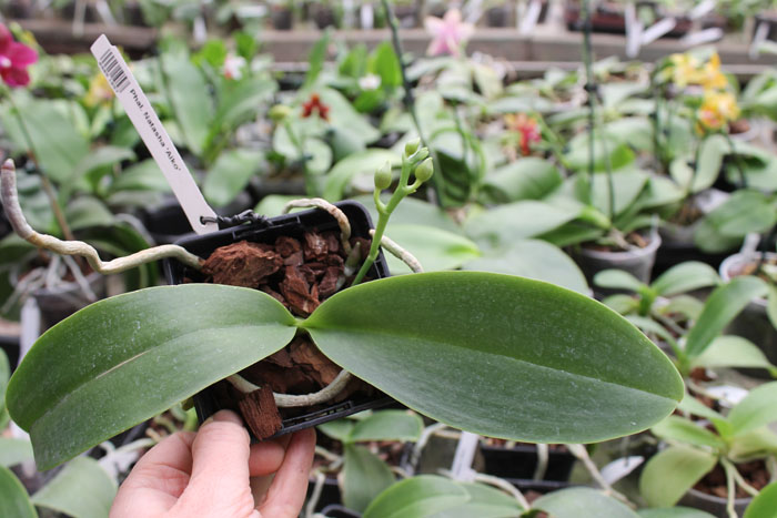 Phalaenopsis Natasha 'Aiko'.jpg