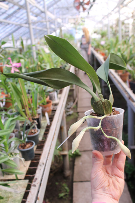 Trichopilia suavis.jpg